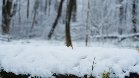 A white canvas made of snow conveys a magical atmosphere Stock Footage 296403741