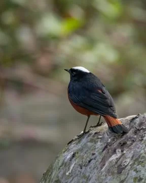 White-capped Redstart on a boulder Stock Photos