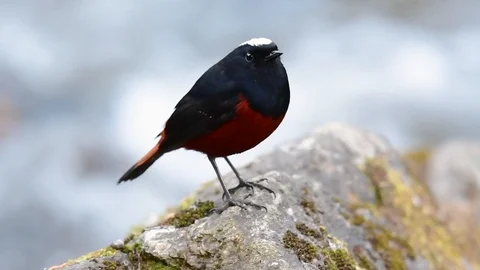 The White-capped Redstart is known for its white lovely crown, dark Stock Footage 111619608