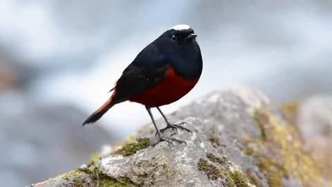 The White-capped Redstart is known for its white lovely crown, dark Stock Footage 111621132