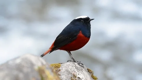 The White-capped Redstart is known for its white lovely crown, dark Stock Footage 111621752