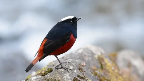 The White-capped Redstart is known for its white lovely crown, dark Stock Footage 111621816