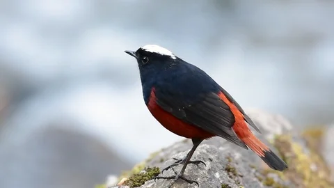 The White-capped Redstart is known for its white lovely crown, dark Stock Footage 111621841
