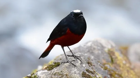 The White-capped Redstart is known for its white lovely crown, dark Stock Footage 111621851