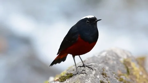 The White-capped Redstart is known for its white lovely crown, dark Stock Footage 111622014