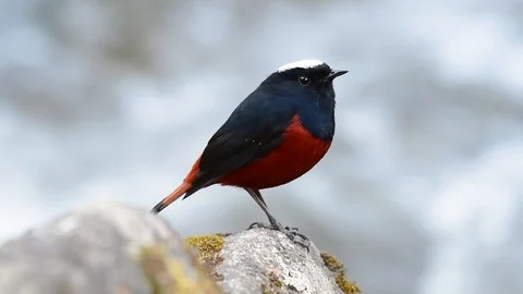The White-capped Redstart is known for its white lovely crown, dark Stock Footage 111622102