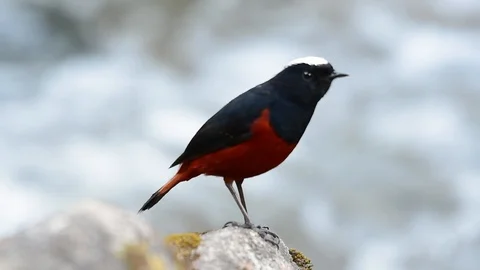The White-capped Redstart is known for its white lovely crown, dark Stock Footage 111622131