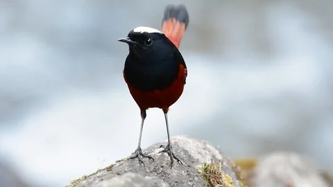 The White-capped Redstart is known for its white lovely crown, dark Stock Footage 111622144