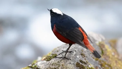 The White-capped Redstart is known for its white lovely crown, dark Stock Footage 111622264