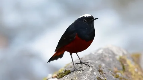 The White-capped Redstart is known for its white lovely crown, dark Stock Footage 111622340