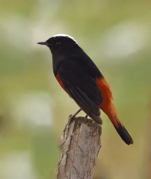 White-capped redstart or white-capped water redstart bird Stock Photos