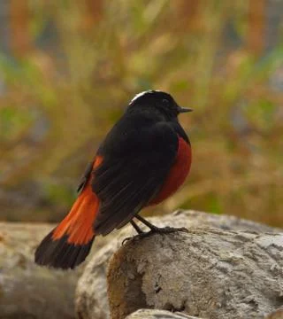 The white-capped redstart or white-capped water redstart Stock Photos