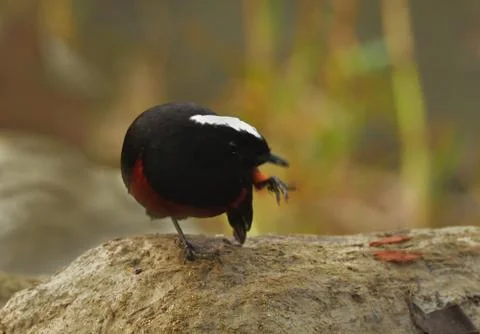 White-capped redstart or white-capped water redstart bird habitat shot Stock Photos