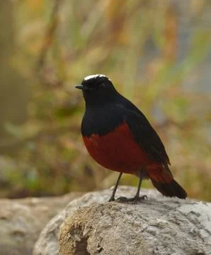 White-capped redstart or white-capped water redstart bird Stock Photos