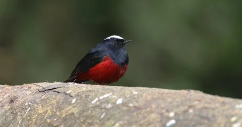 White-capped Redstart Sattal Vídeo Stock 330763472