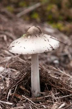 White capped toadstool in or mushroom growing  in garden mulch Stock Photos