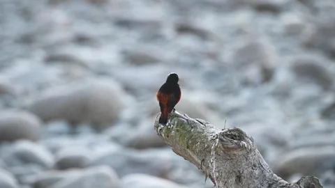 White capped water redstart looking into distance in Jim Corbett national park Stock Footage 303274690