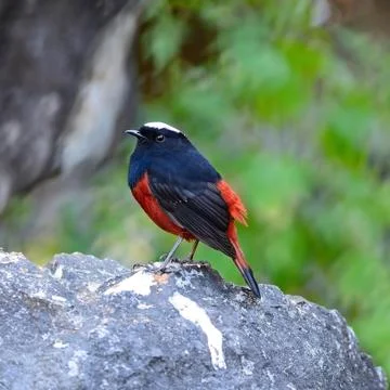White-capped water redstart Stock Photos
