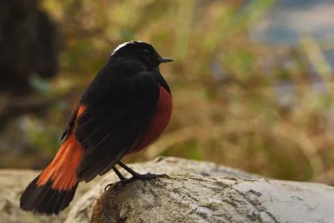A white capped water redstart Stock Photos