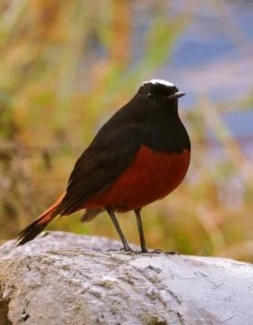A white capped water redstart Foto stock