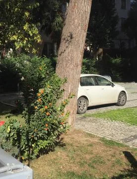 White car behind a tree Stock Photos