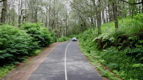 White car driving through Pine Forest. Video stock 265215731
