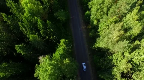 White car goes through a dense forest Stock Footage 66514492