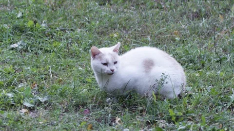 A white car in the grass Stock Footage 119099334