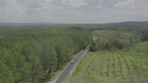 White Car Traverses Winding Forest Road from Above 4K HDR Stock Footage 310481109