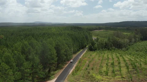 White Car Traverses Winding Forest Road from Above Stock Footage 310512249