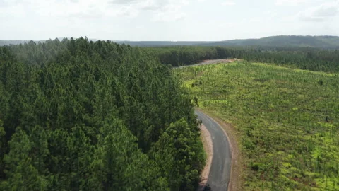 White Car Traverses Winding Forest Road from Above Stock Footage 310549665
