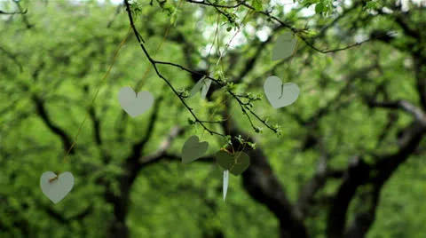 White cardboard heart on the tree Stock Footage 24233266