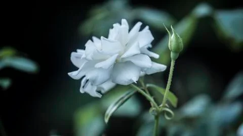White Carnation with bud Stock Photos