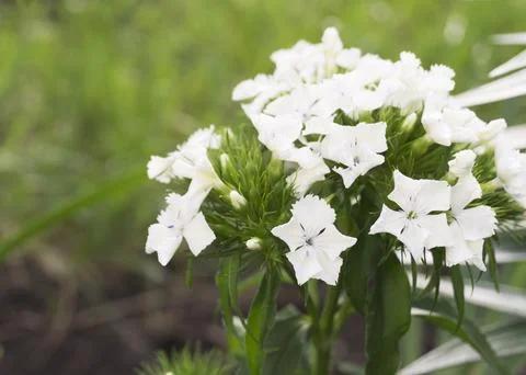 White carnation flower close up Stock Photos