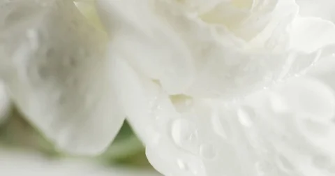 White carnation flower closeup Video stock 77252826