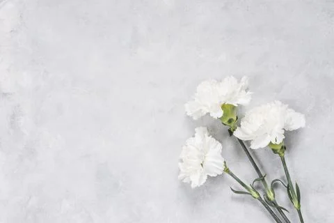 White carnation flowers table Resolution and high quality beautiful photo Stock Photos