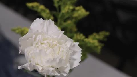 White Carnation in Focus with Soft Greenery Background Stock Footage 337116028