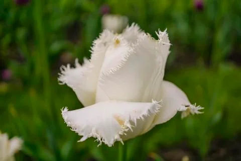 White carnation macro background Stock Photos