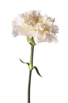 White carnation Stock Photos