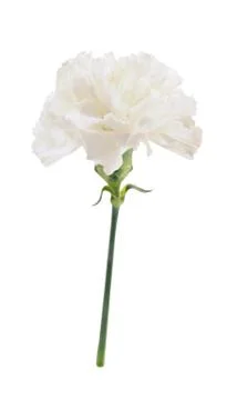 White carnation Stock Photos