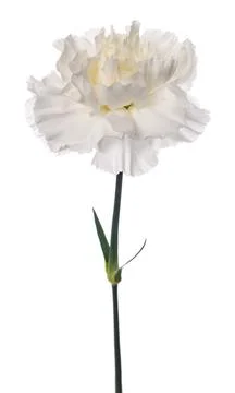White  carnation Stock Photos