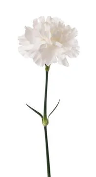 White carnation Stock Photos