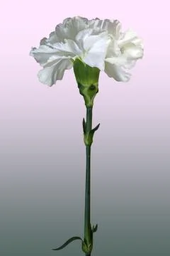 A white Carnation Foto stock