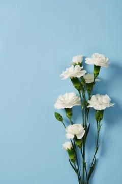 White carnations on a light blue background. Space for your text. Stock Photos