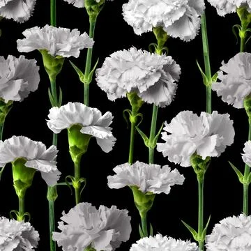 White carnations seamless pattern on black background Stock Photos