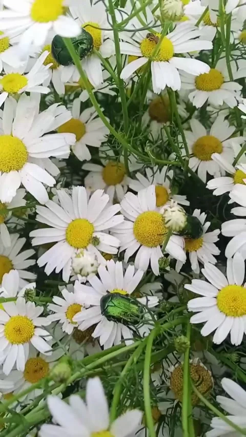 White carpet Stock Footage 312326620