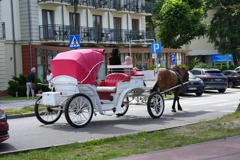 A white carriage pulled by one horse during a tourist tour.. Stock Photos