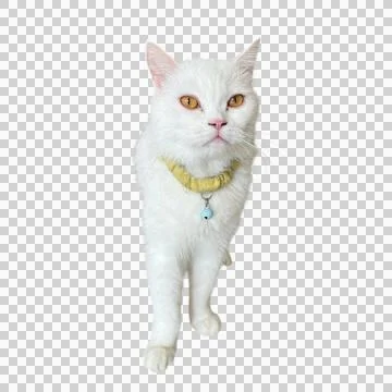 White cat-01 Photos