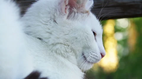 White cat #2 Stock Footage 35716695