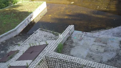 White cat on abandoned wall with graffiti, leaves and dirty pool Stock Footage 277207925